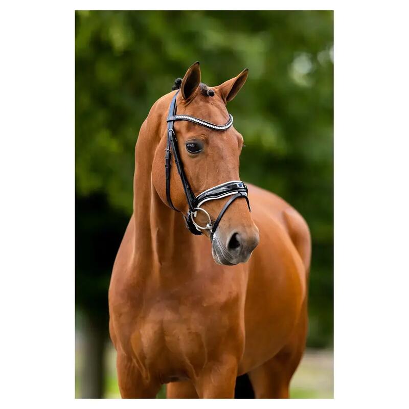 Bridoni BR Equitation muserolle combinată Ipswich