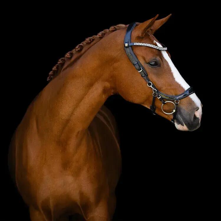 Bridón de equitación anatómico para caballo Presteq FaySport Shine 4/4