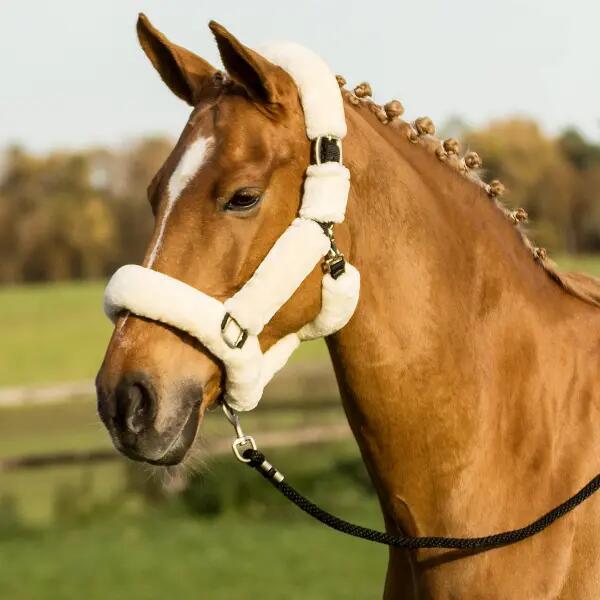 BUSSE picture