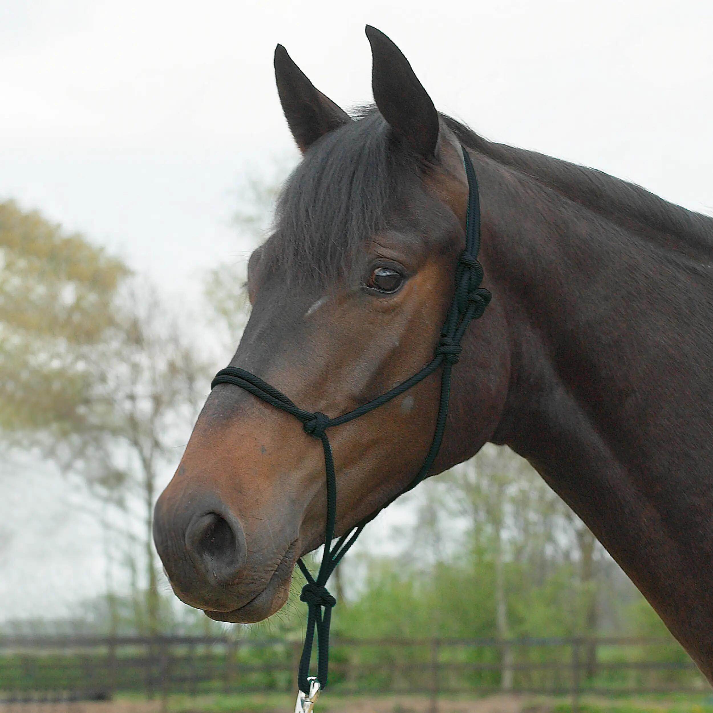 BUSSE picture