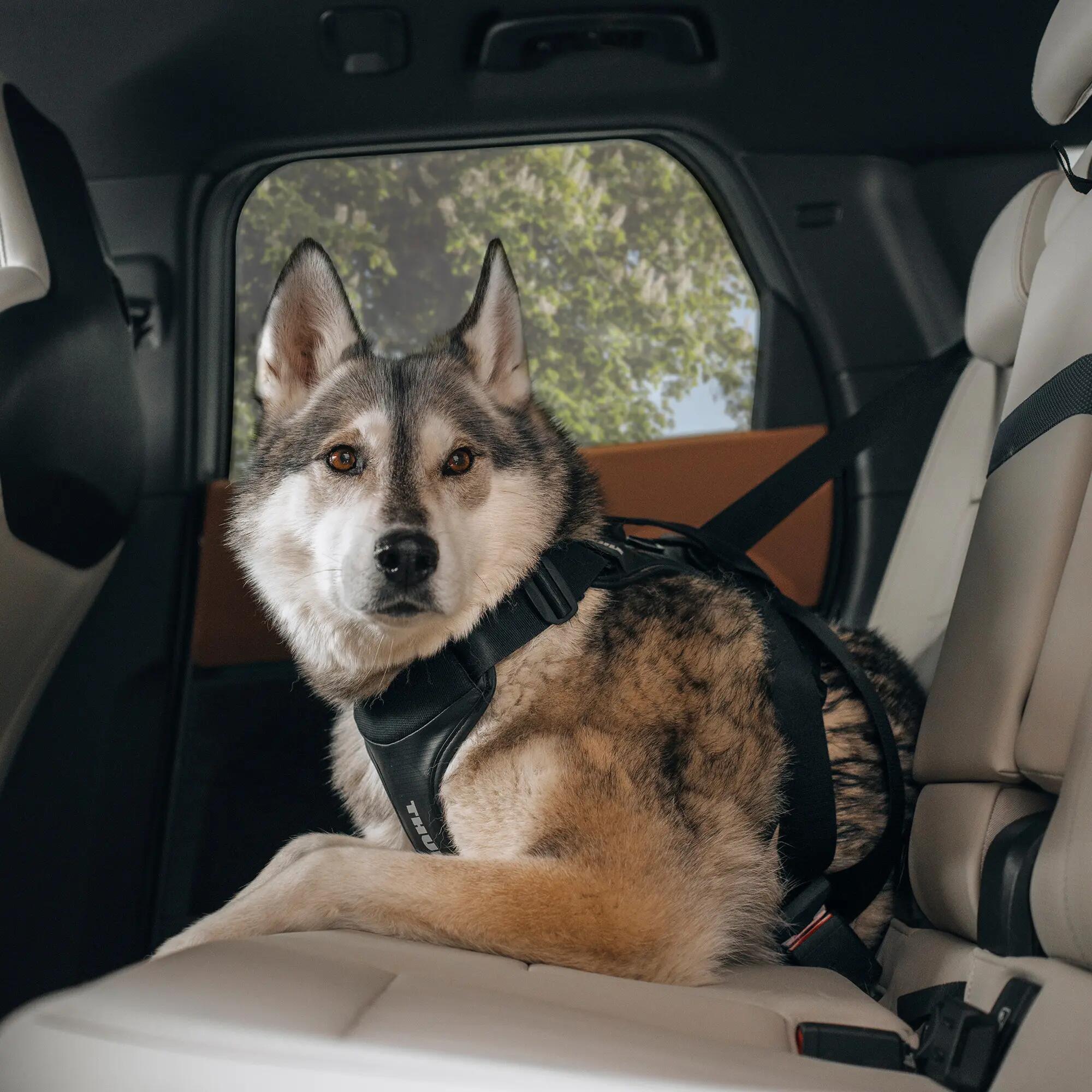 Arnés para perros I-DOG Thule Cappy 8/8