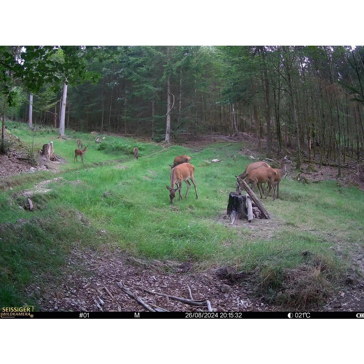 Wildkamera Mini-Cam 9/10