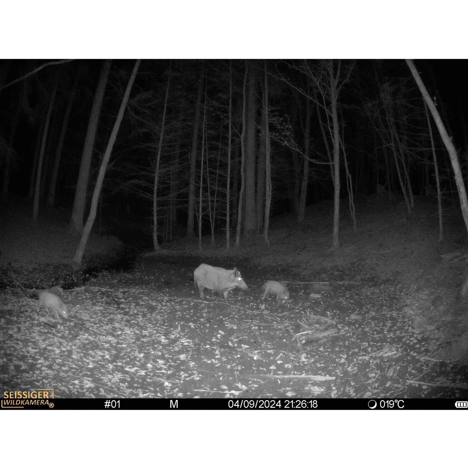 Wildkamera Mini-Cam 10/10