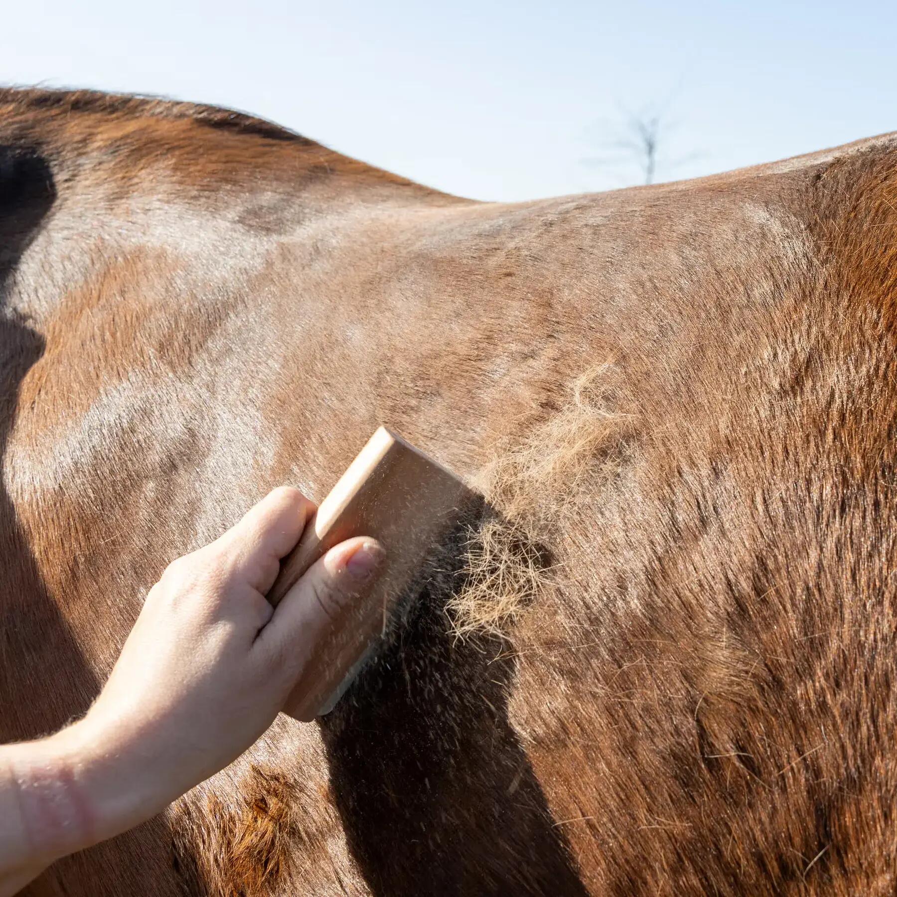 Muilborstel voor paarden Grooming Deluxe 4/5