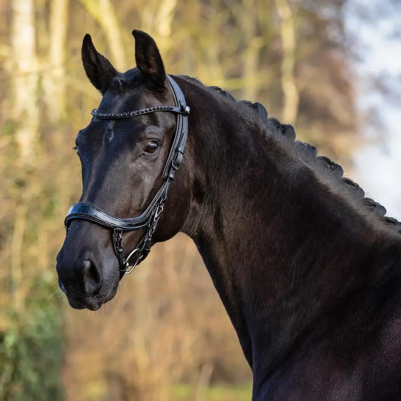 Hoofdstellen voor paarden Presteq FaySport Blackpearl 7/7