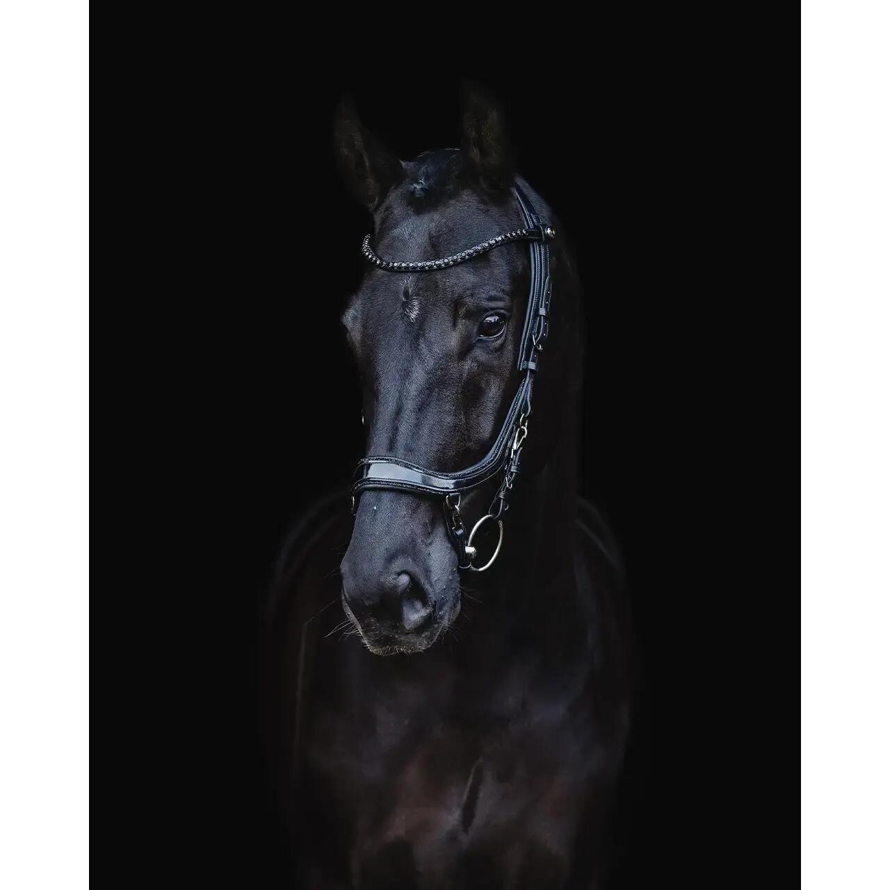 Hoofdstellen voor paarden Presteq FaySport Blackpearl 5/7