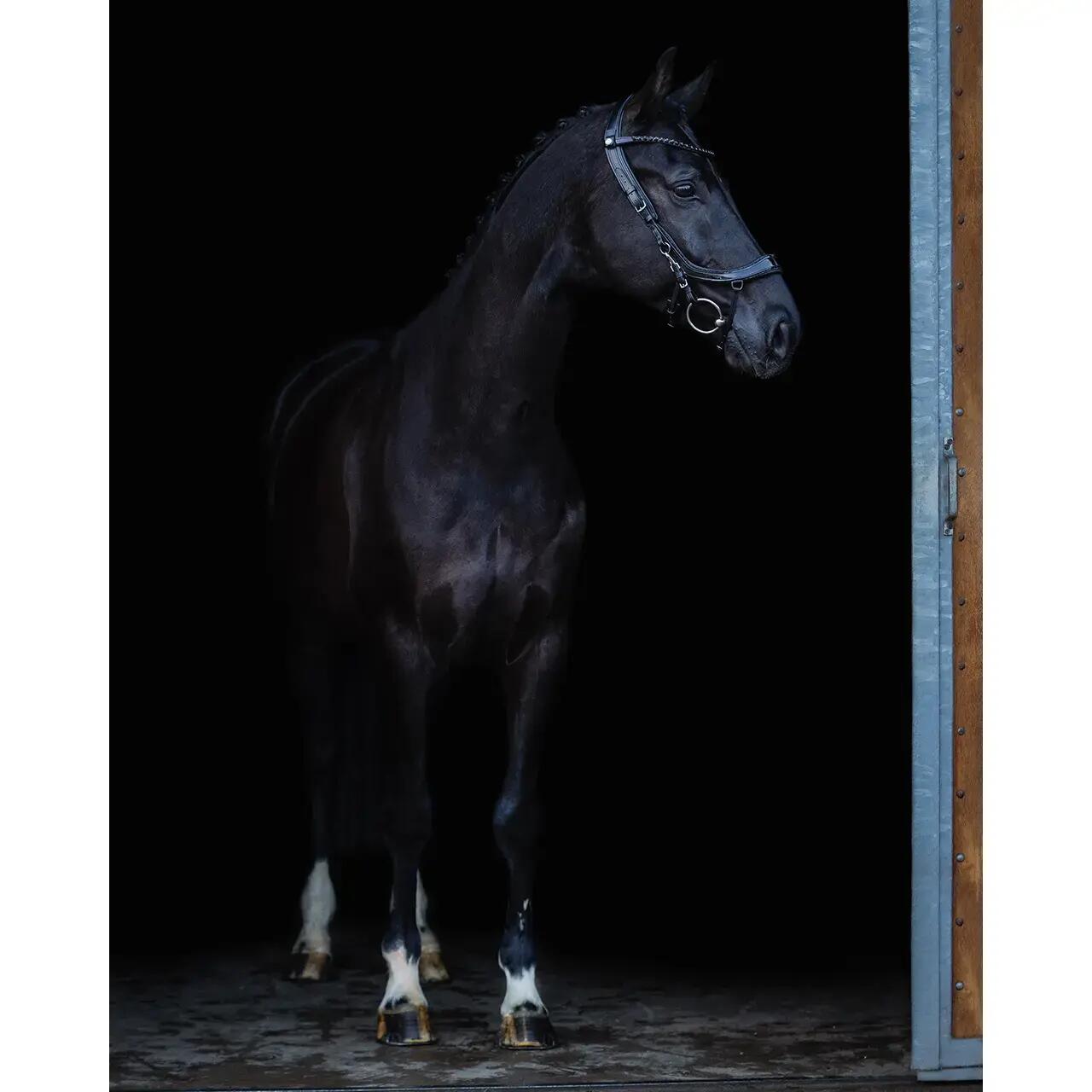 Hoofdstellen voor paarden Presteq FaySport Blackpearl 4/7