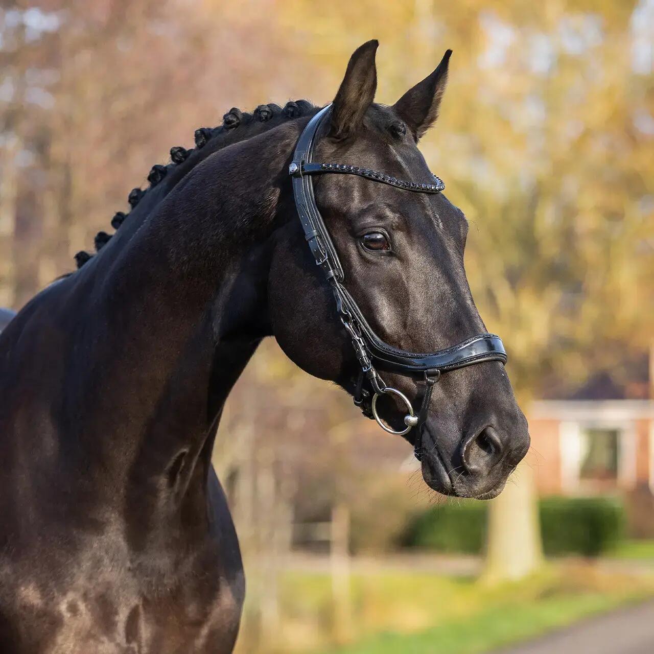 Hoofdstellen voor paarden Presteq FaySport Blackpearl 3/7