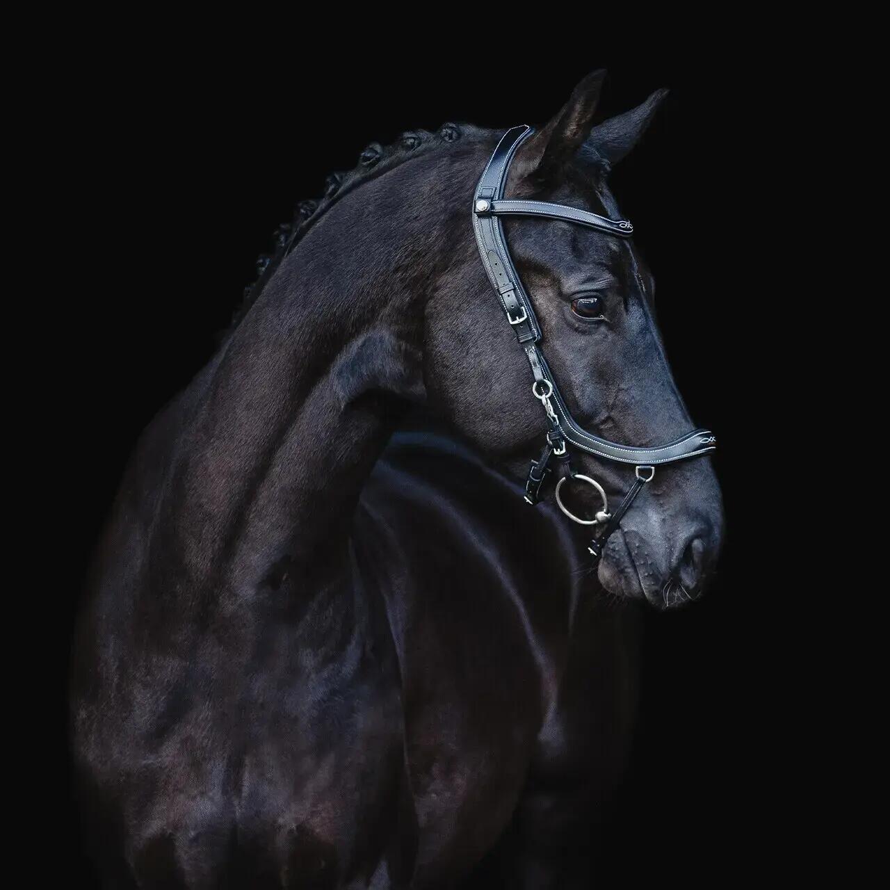 Hoofdstellen voor paarden Presteq FaySport Classic 7/7