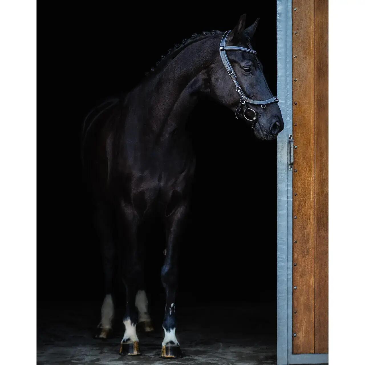 Hoofdstellen voor paarden Presteq FaySport Classic 6/7