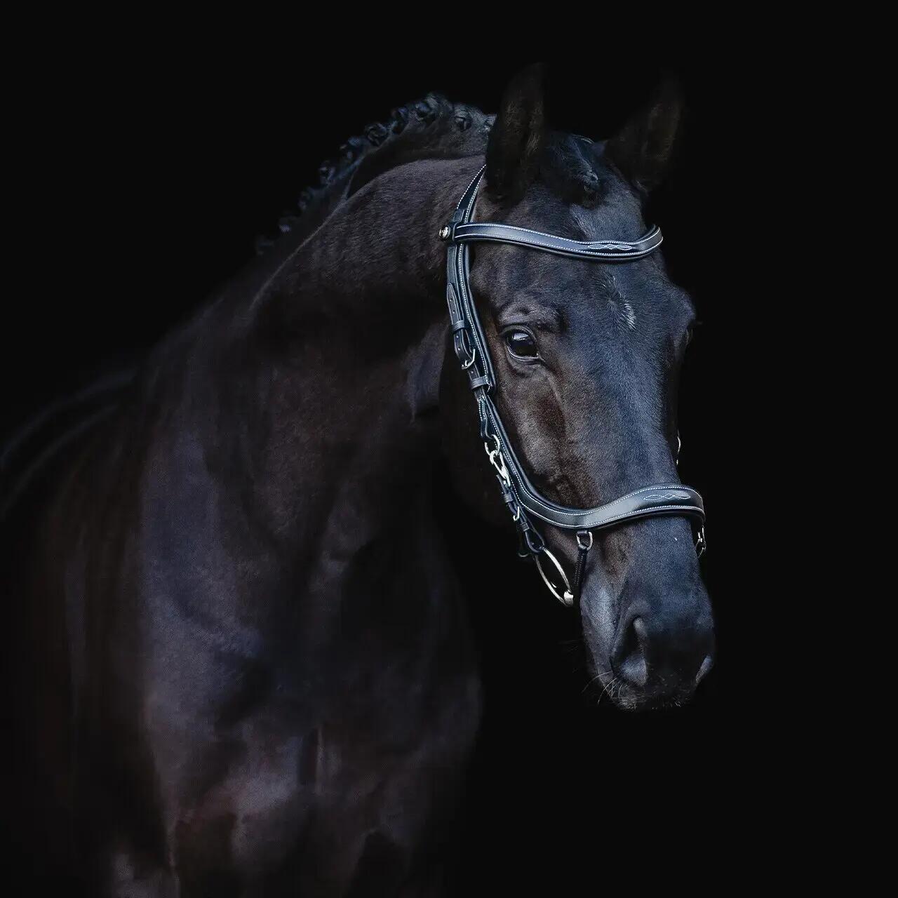 Hoofdstellen voor paarden Presteq FaySport Classic 5/7