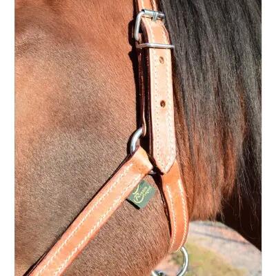 Licol pour pure sang cuir chromé Ronzon Legend 3/3