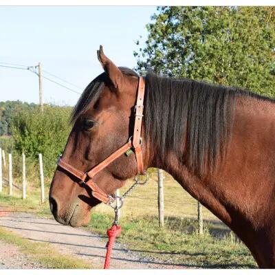 Licol pour pure sang cuir chromé Ronzon Legend 2/3