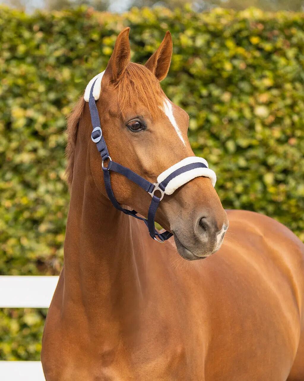 QHP Halster Cali - Navy (Full) 3/3