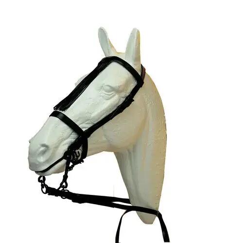 HISPANO HIPICA picture