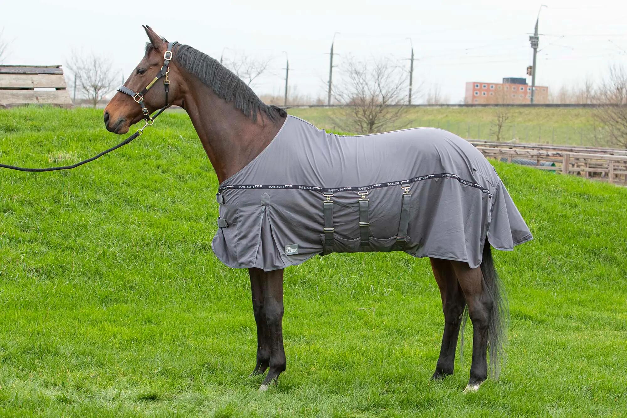 HARRYS HORSE picture