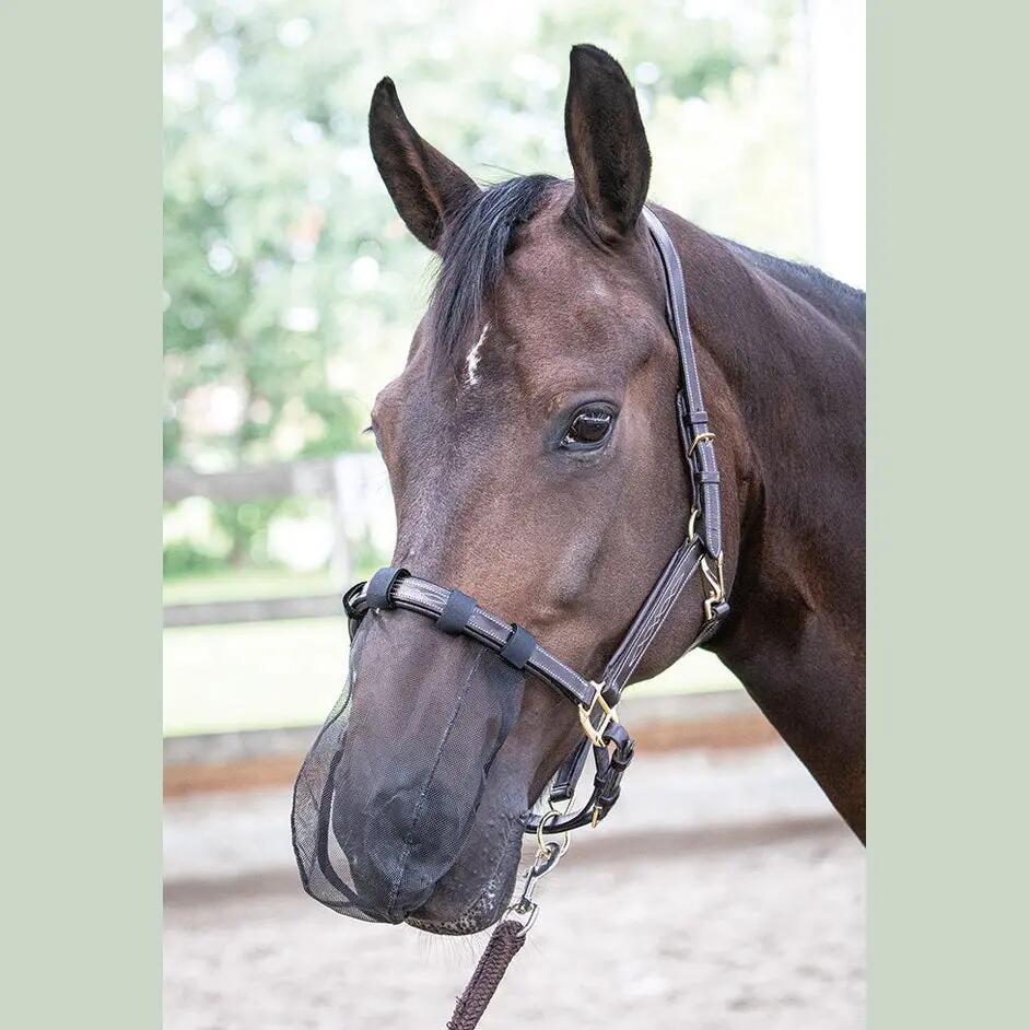 HARRYS HORSE picture