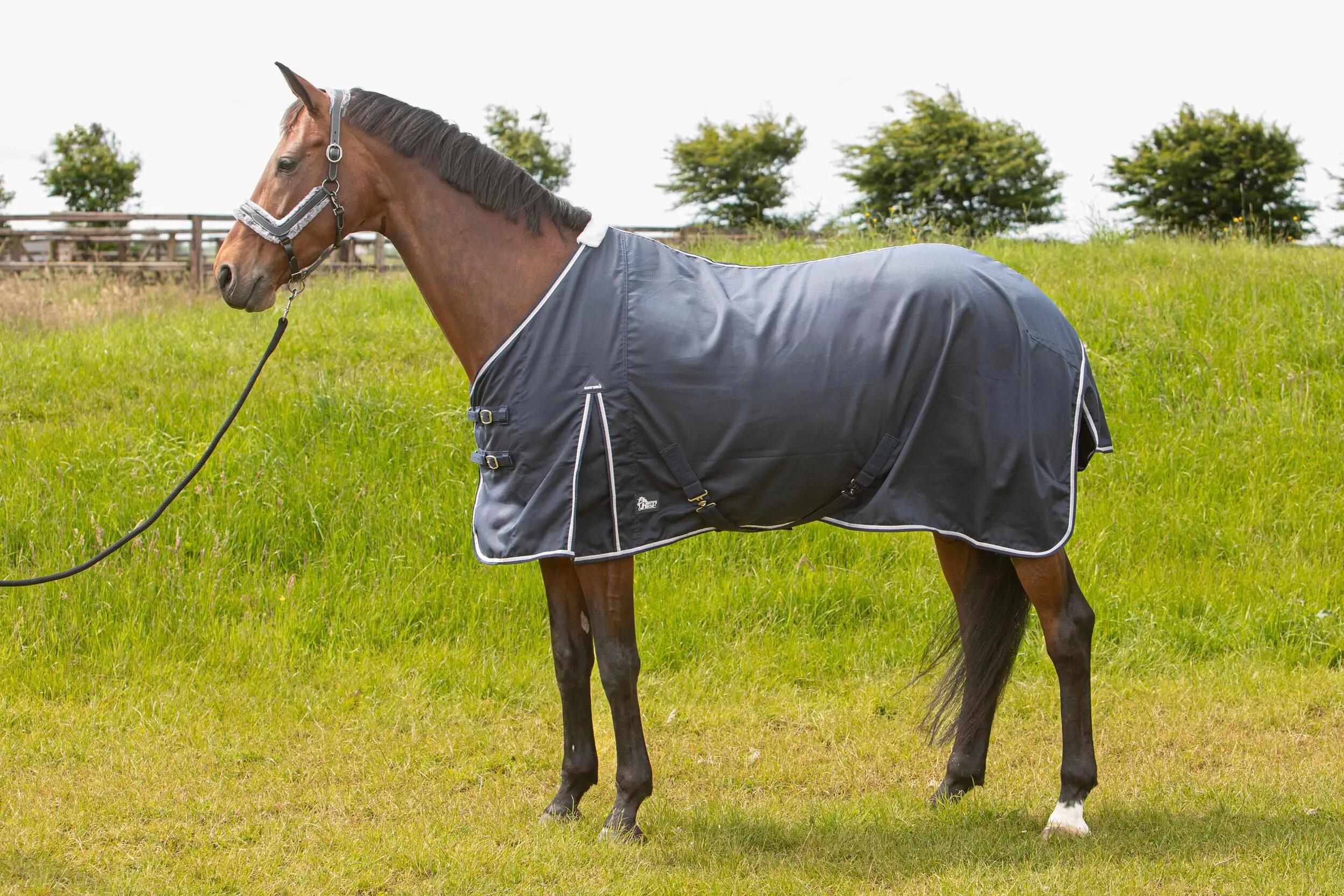 HARRYS HORSE picture