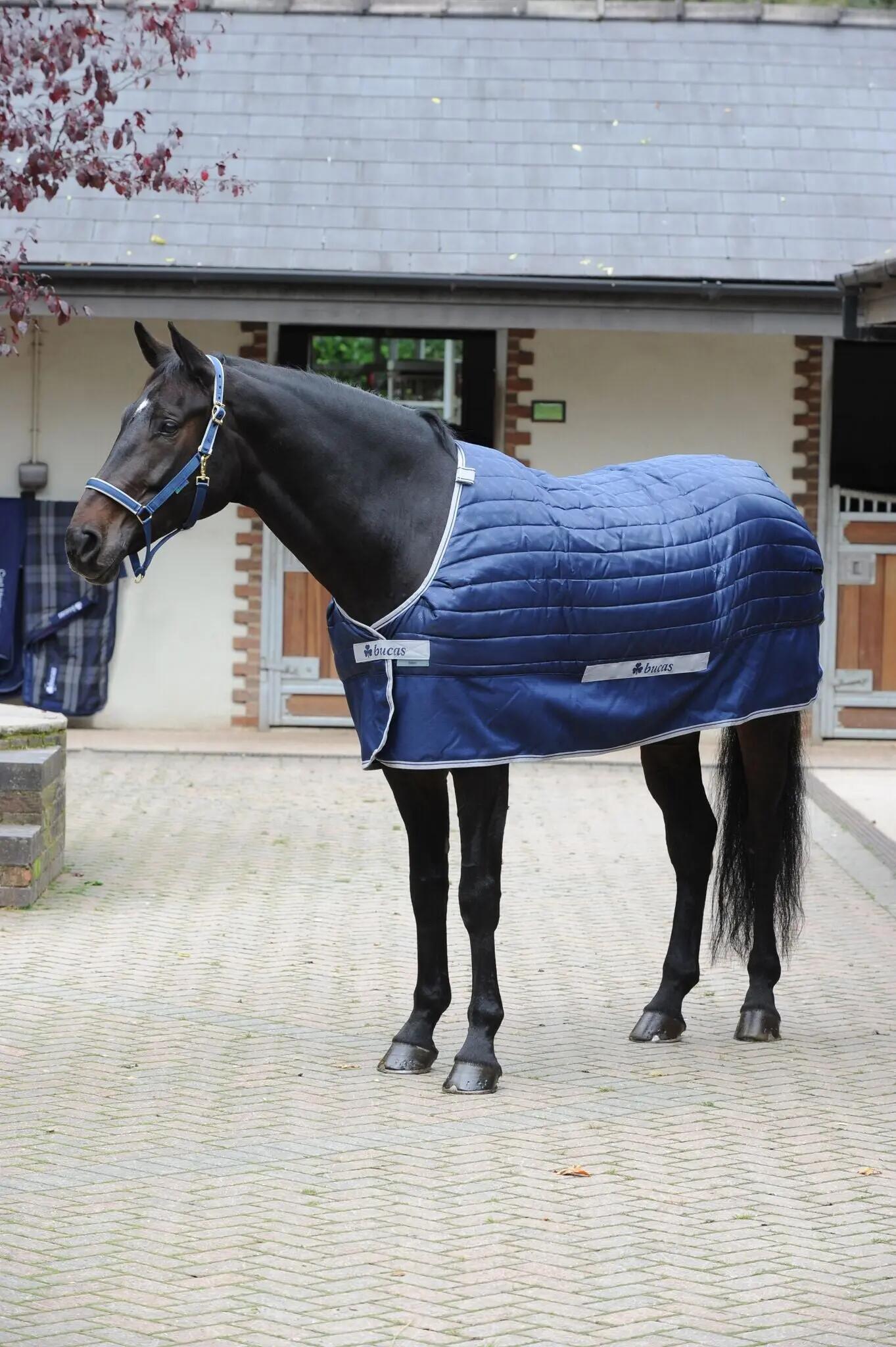 BUCAS picture