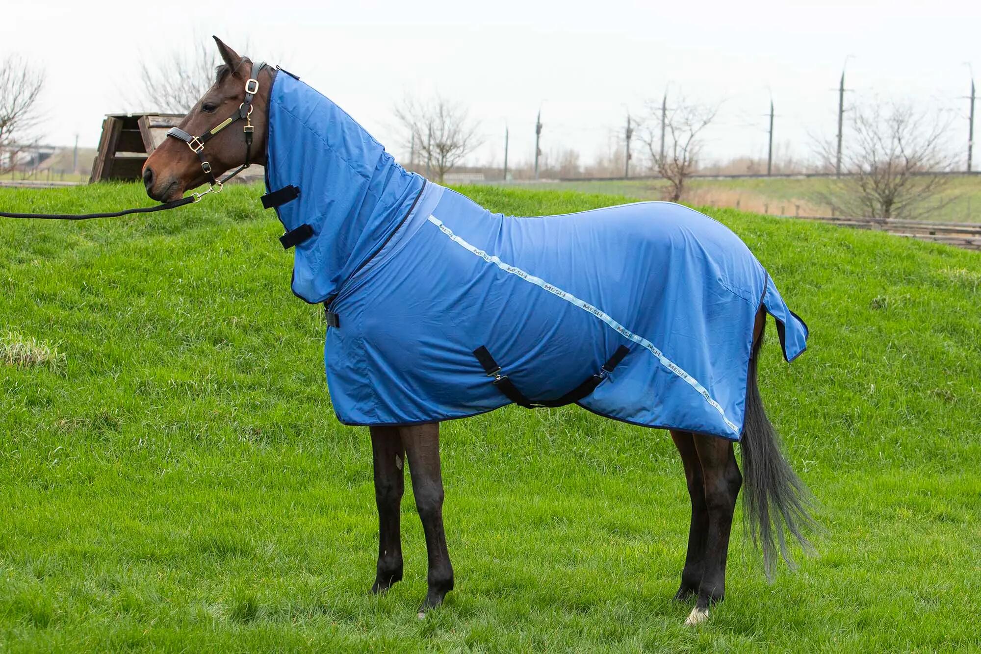 HARRYS HORSE picture