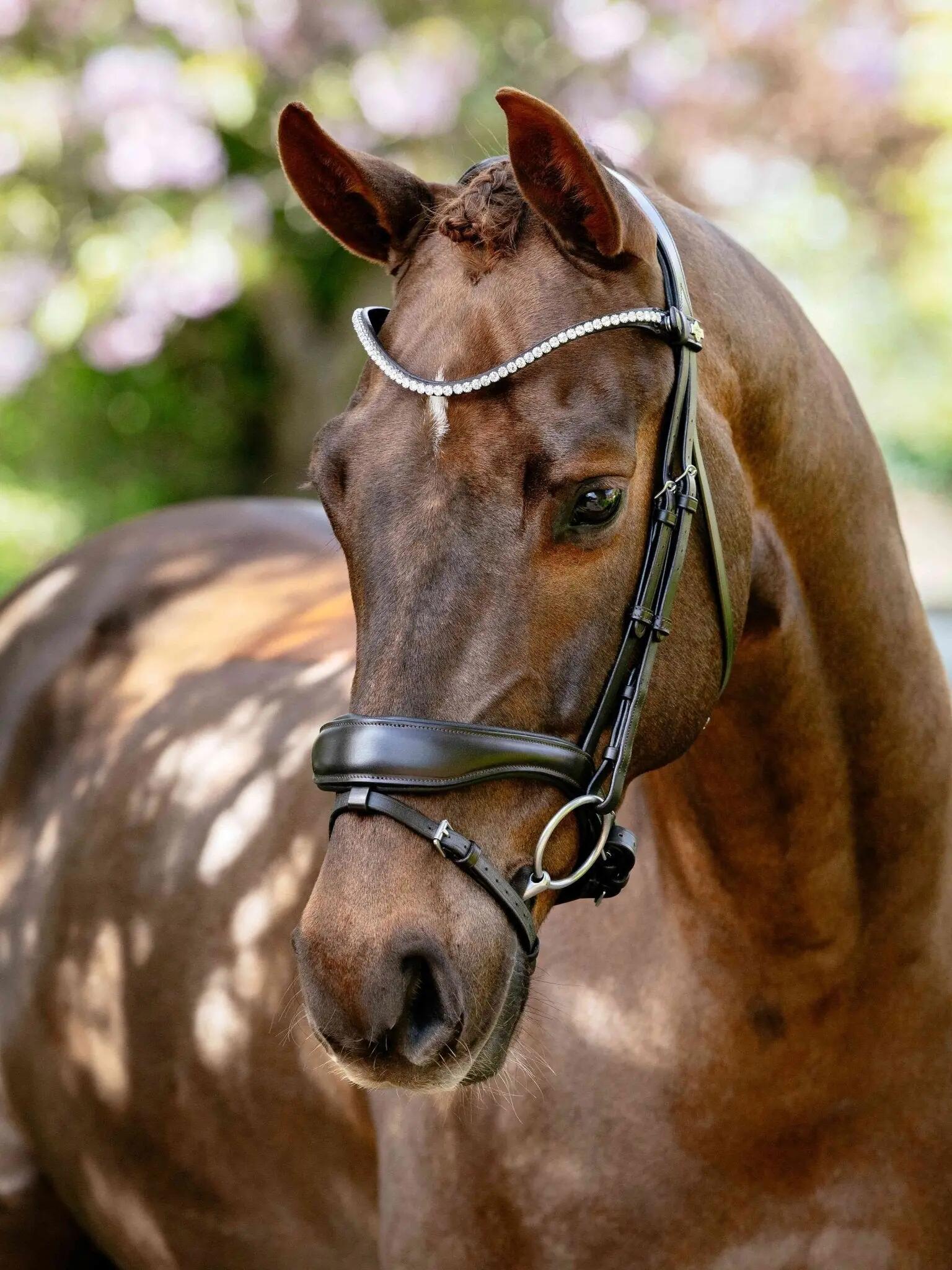 Anatomische paardenruiters biedingen LeMieux 6/6