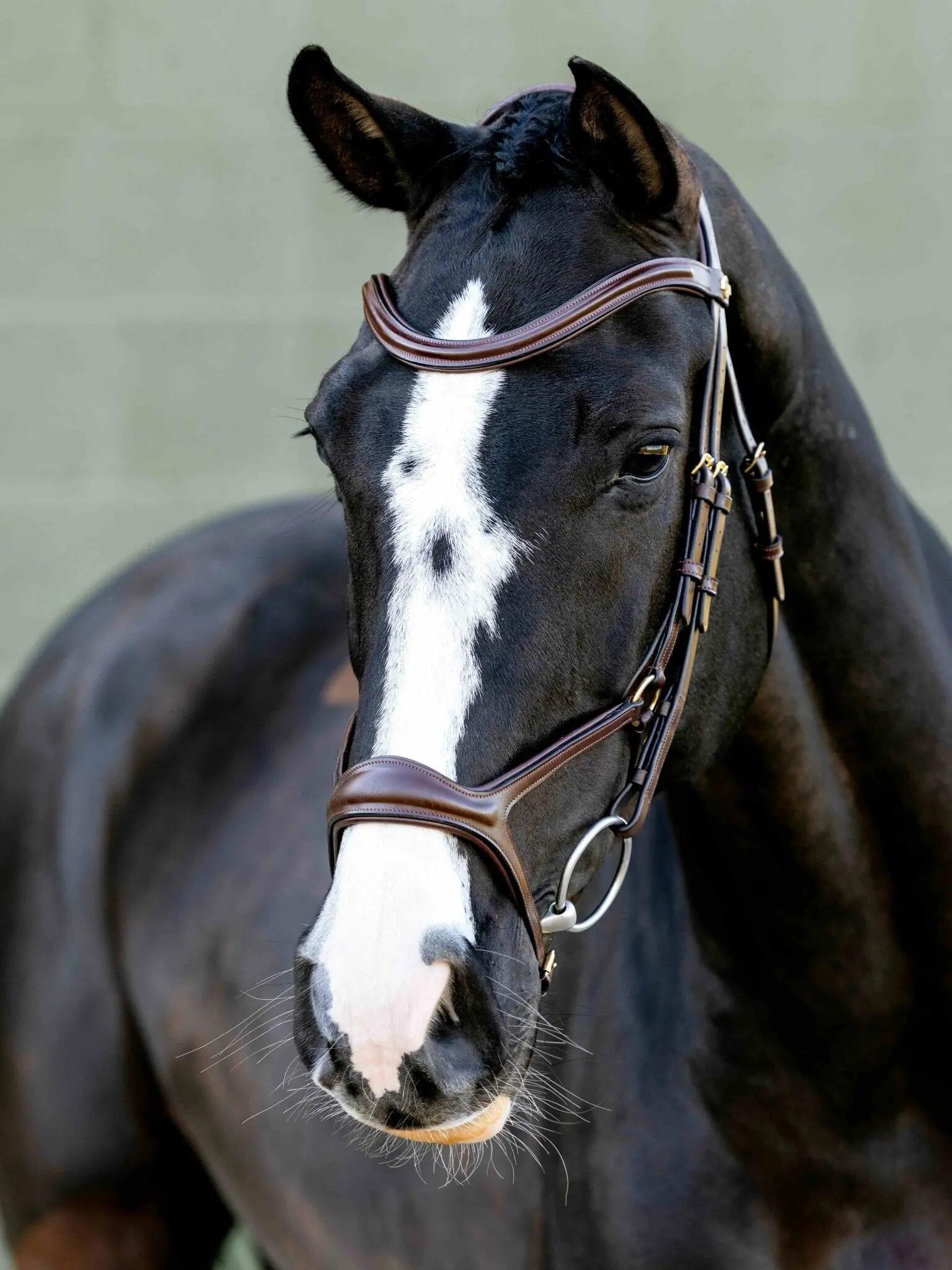 Hoofdstellen voor paarden LeMieux 5/6