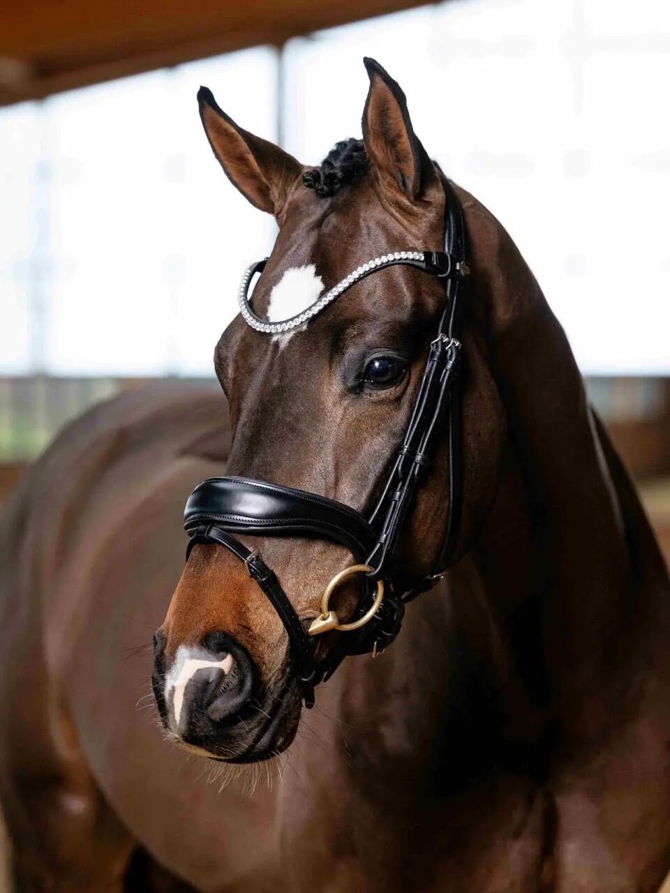 Bridons équitation pour cheval dressage LeMieux 3/6