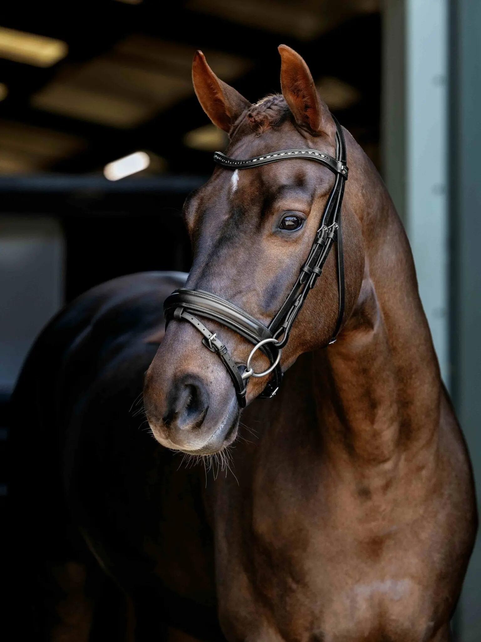 Bridons ruiterij voor dressuurpaard LeMieux 2/4