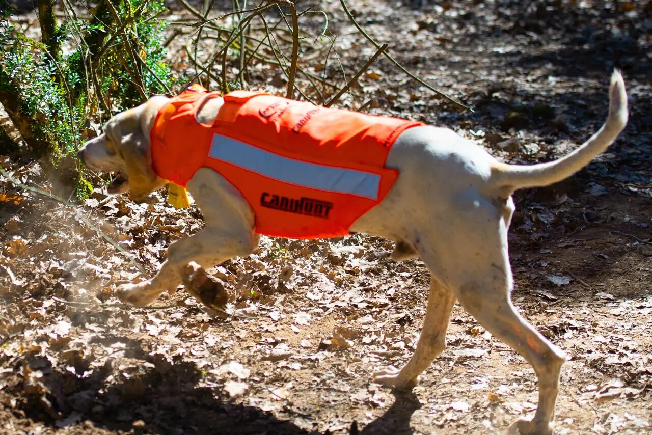 Gilet de protection pour chien de chasse PROTECT PRO L'ORIGINAL CANIHUNT 7/9