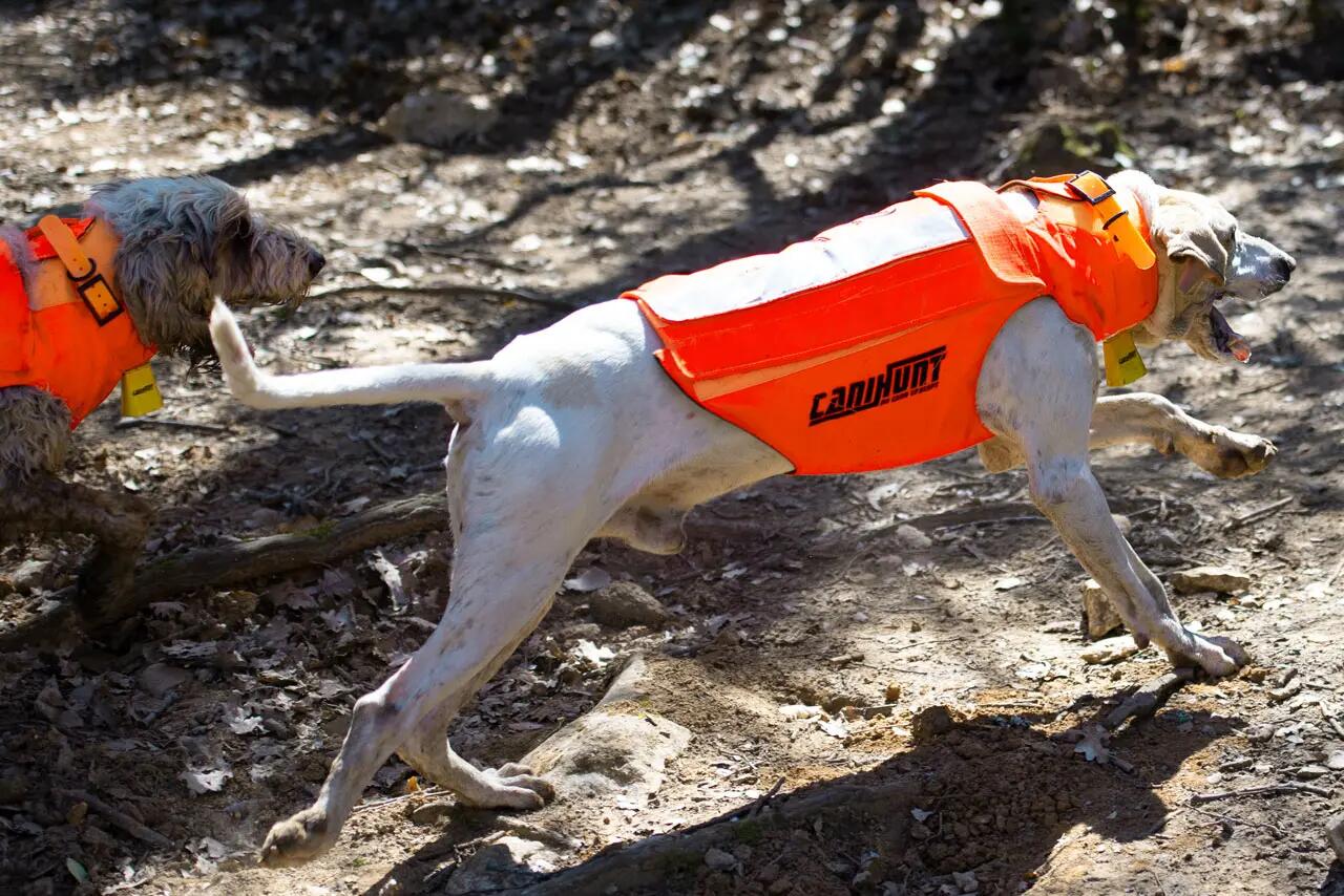 Gilet de protection pour chien de chasse PROTECT PRO L'ORIGINAL CANIHUNT 4/9
