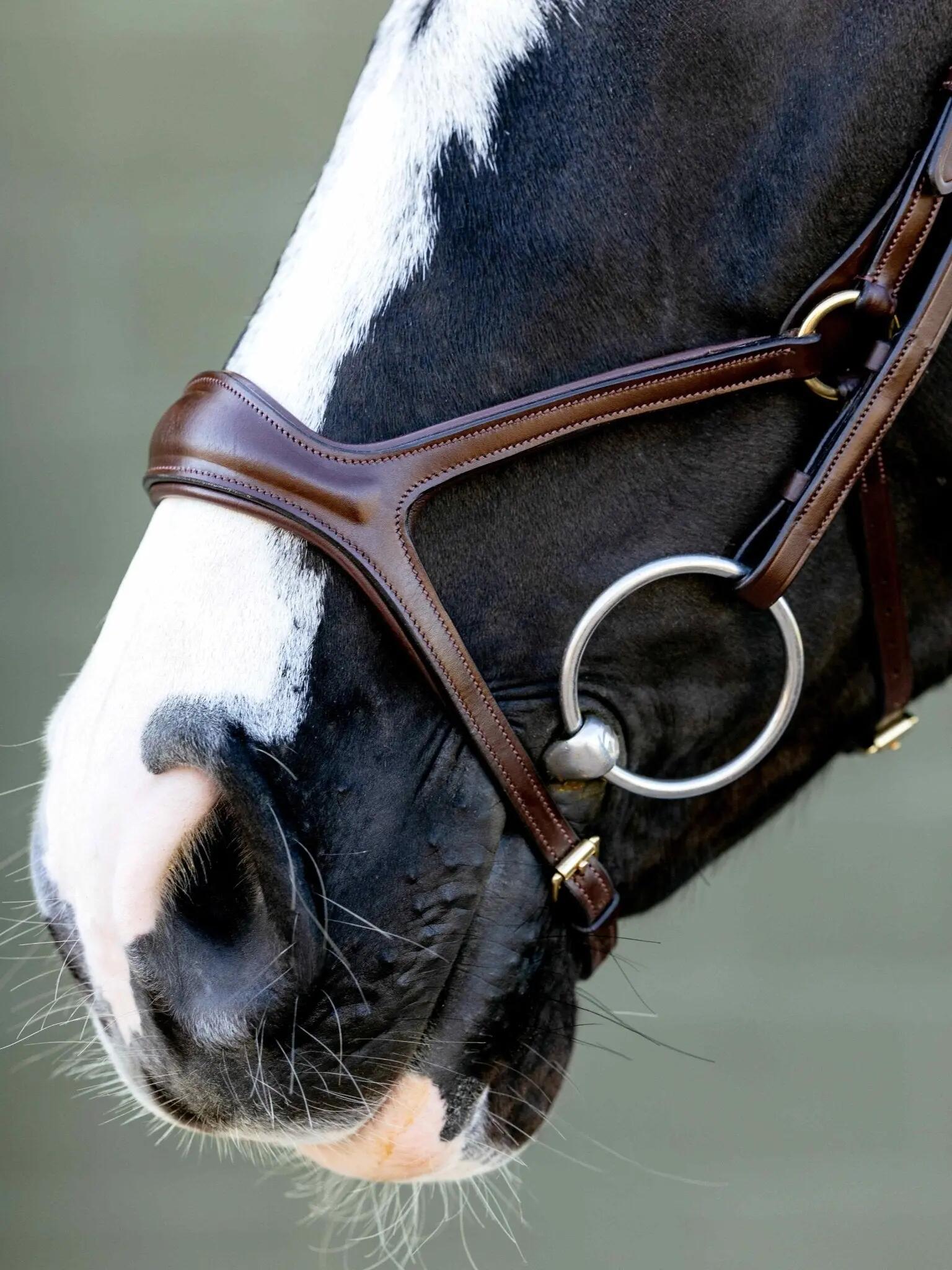 Bridons équitation pour cheval LeMieux Kudos 4/6