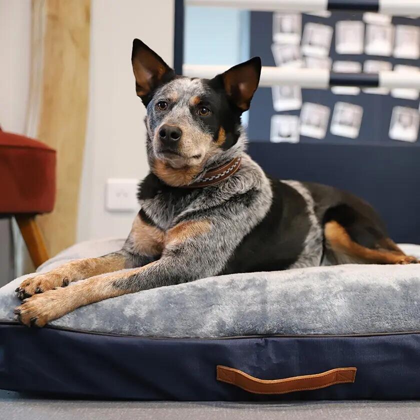 Cojín para perro Antarès 4/4
