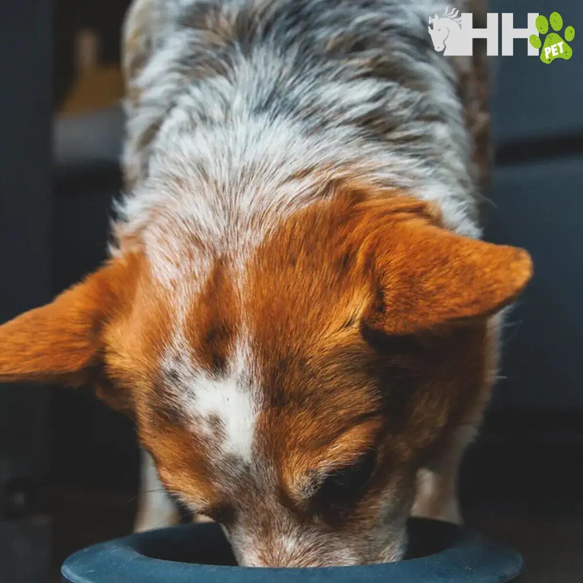 Hundehalsband Ruffwear 4/4