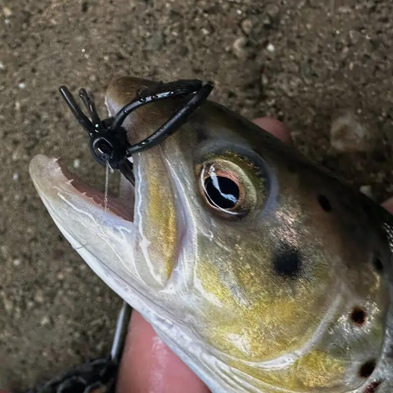Softbaits - Toppies – Waspius (2,4 cm) (Midnight Sting, 2.4 cm) 5/5