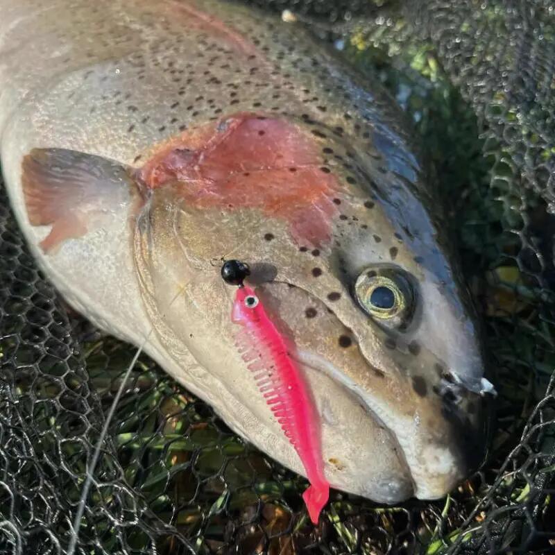 Softbaits - Toppies – Skeletonius (Motoroil, 10 cm) 5/7