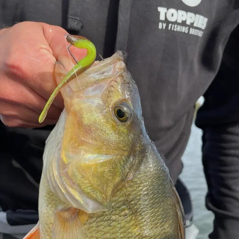 Softbaits - Toppies – Pintius (Tree Frog, 7 cm) 6/6