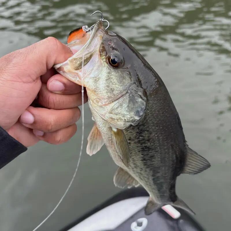Hardbait - Toppies – Primos (White Pearl, 7.5 cm) 7/7