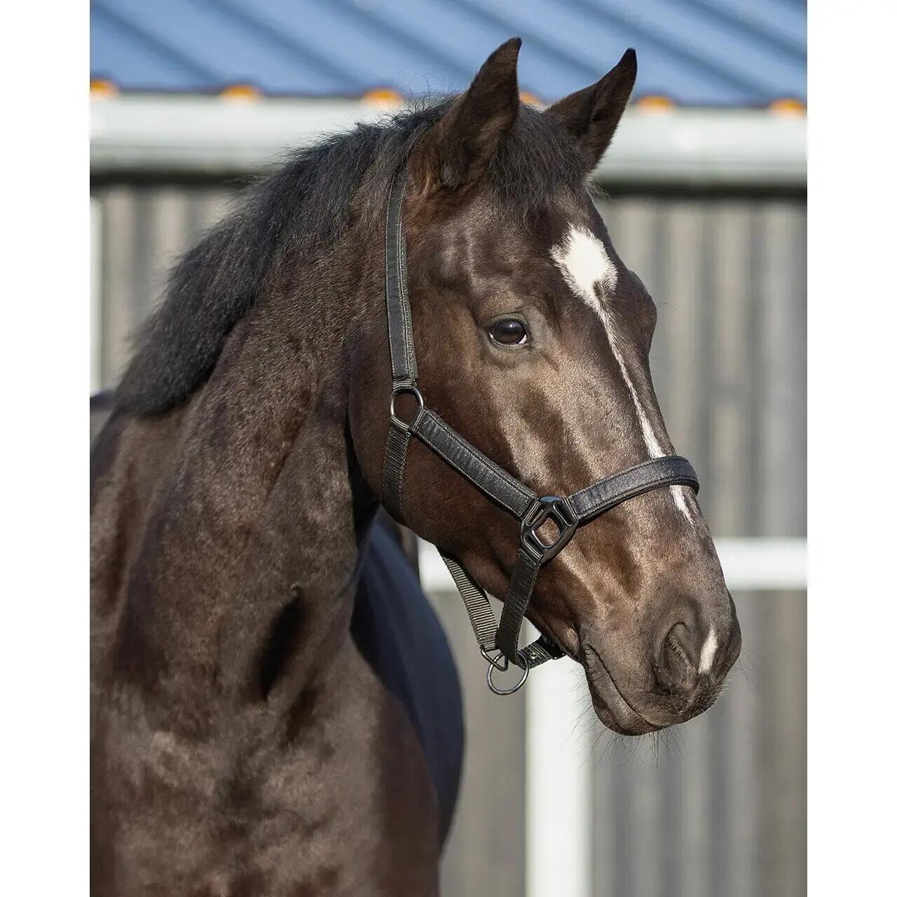 Cabresto para cavalos QHP Glitter 2/4