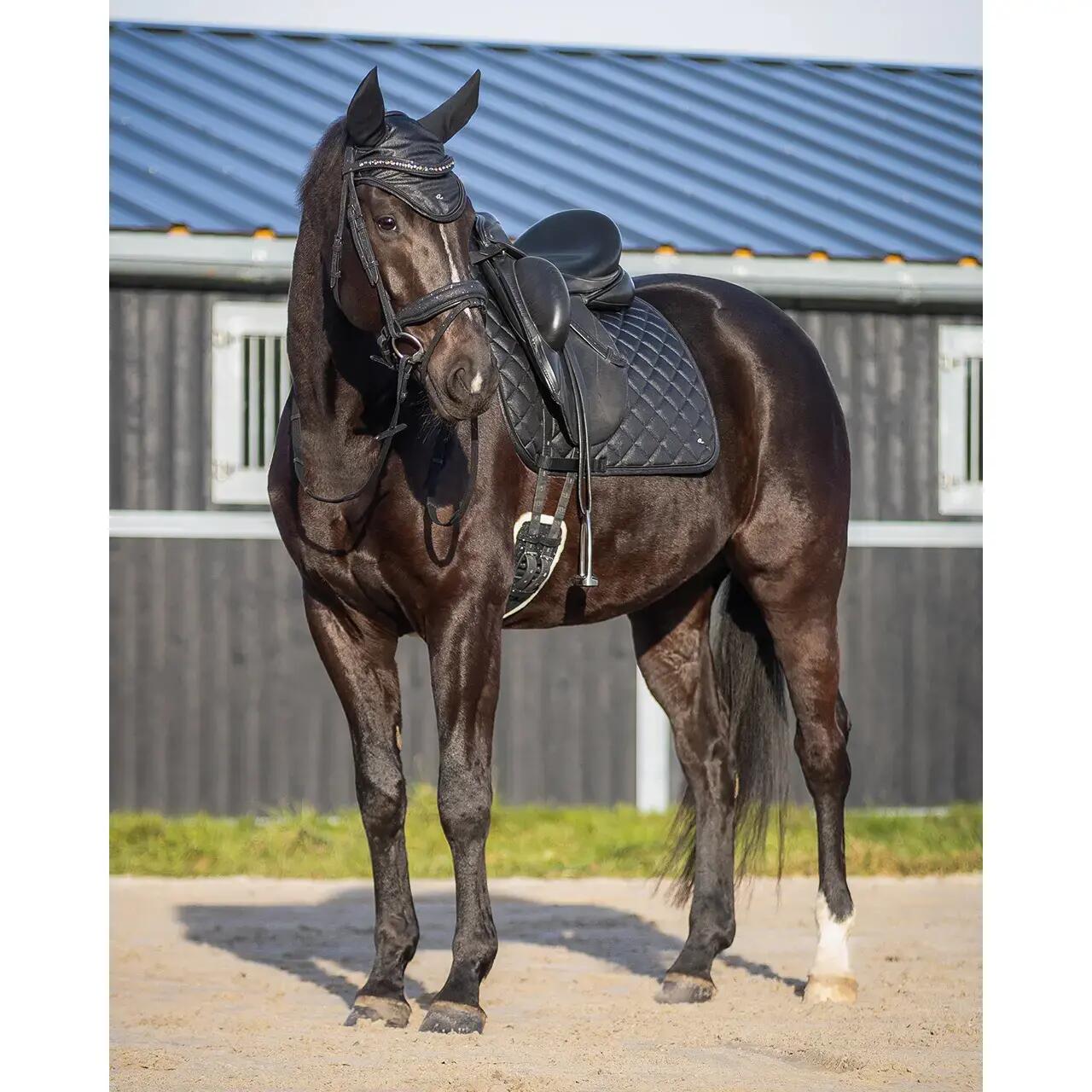 Cinghia da equitazione anatomica QHP Glitter 3/6