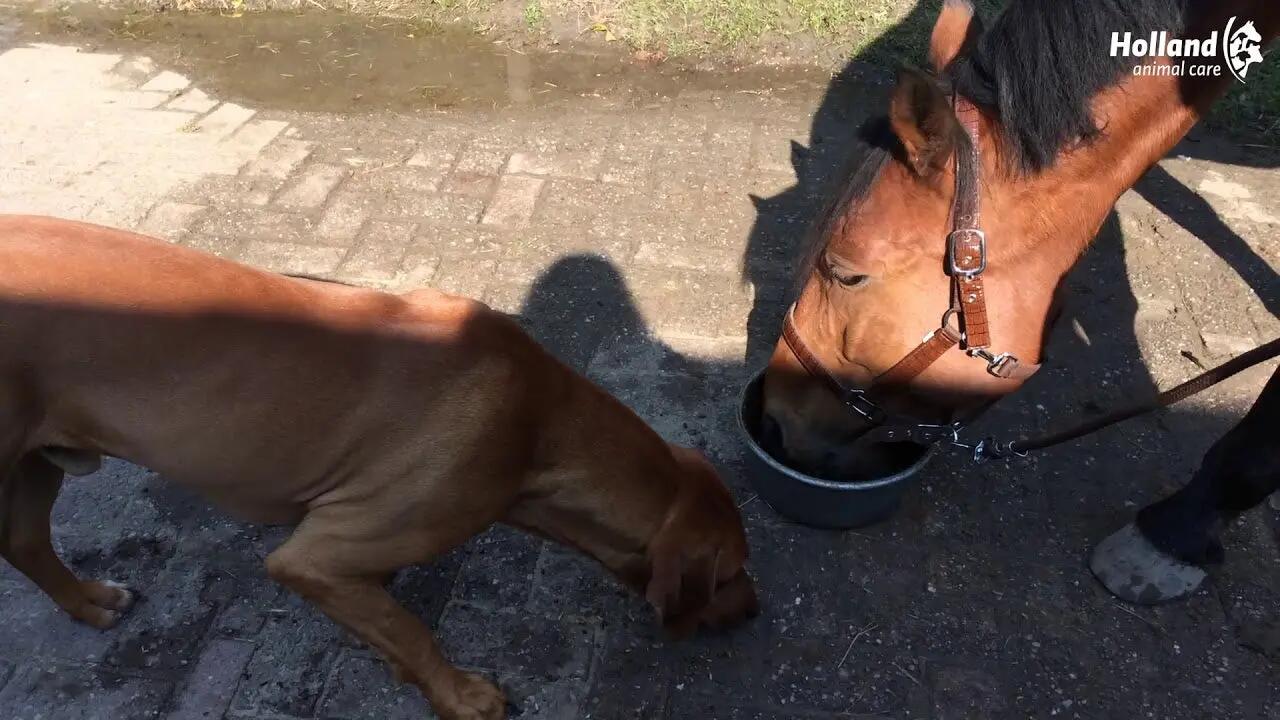 Excellent Horse Total Balance 2,5 l 2/3