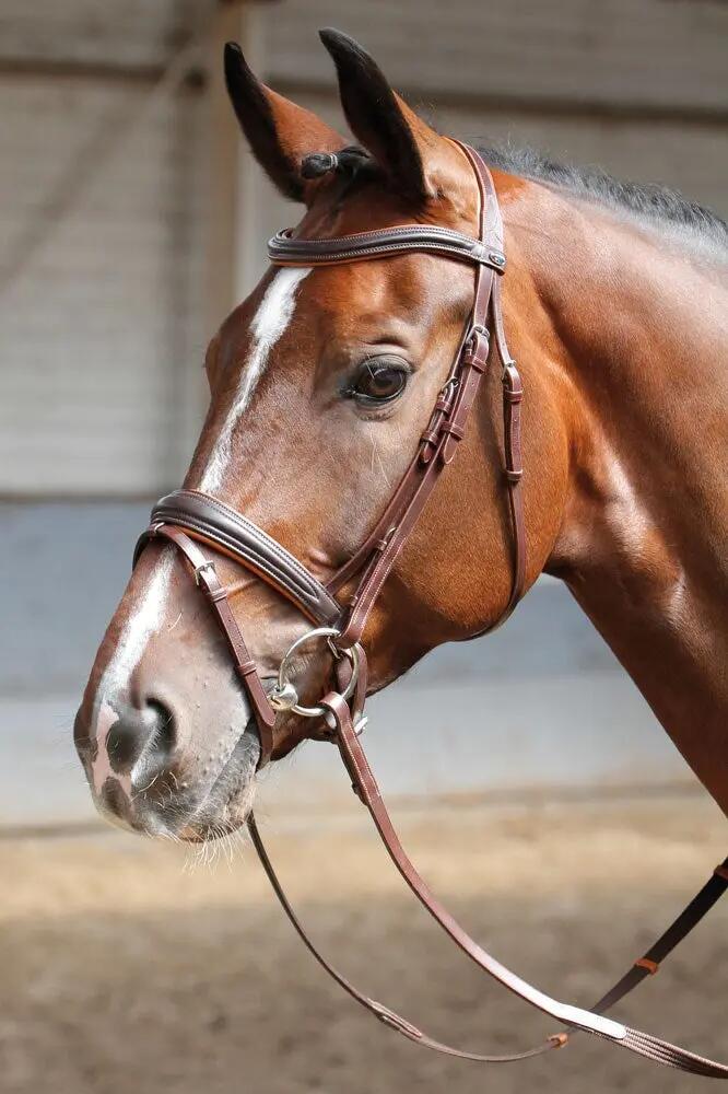 HARRYS HORSE picture