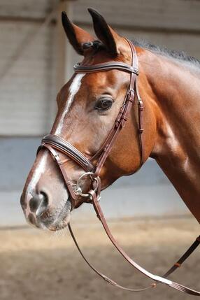 Bridons souple Harry's Horse