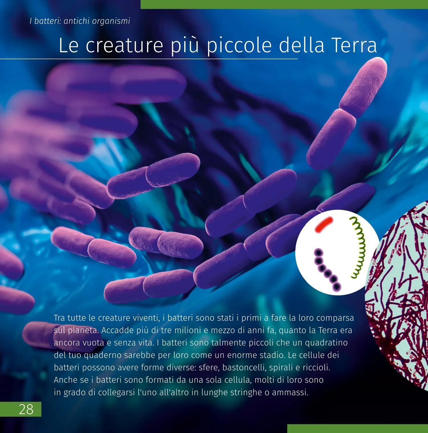 Libro educativo - Observación de fauna - Ilustrado - LEVENHUK - Negro 4/6
