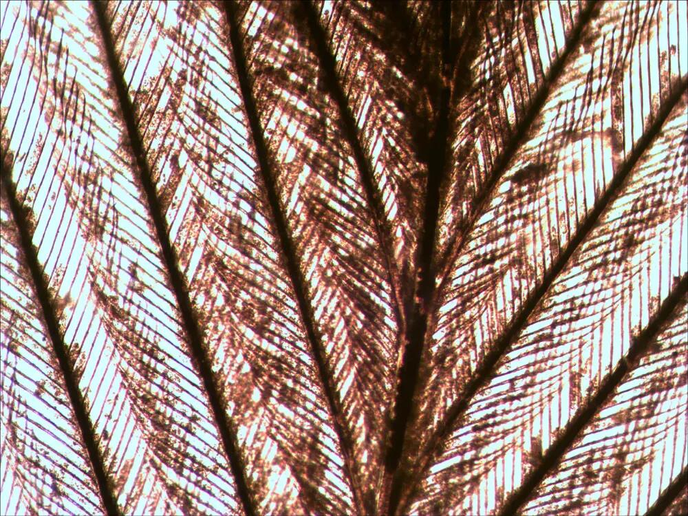 Diapositivas - Observación fauna - N80 NG - Negro 4/6