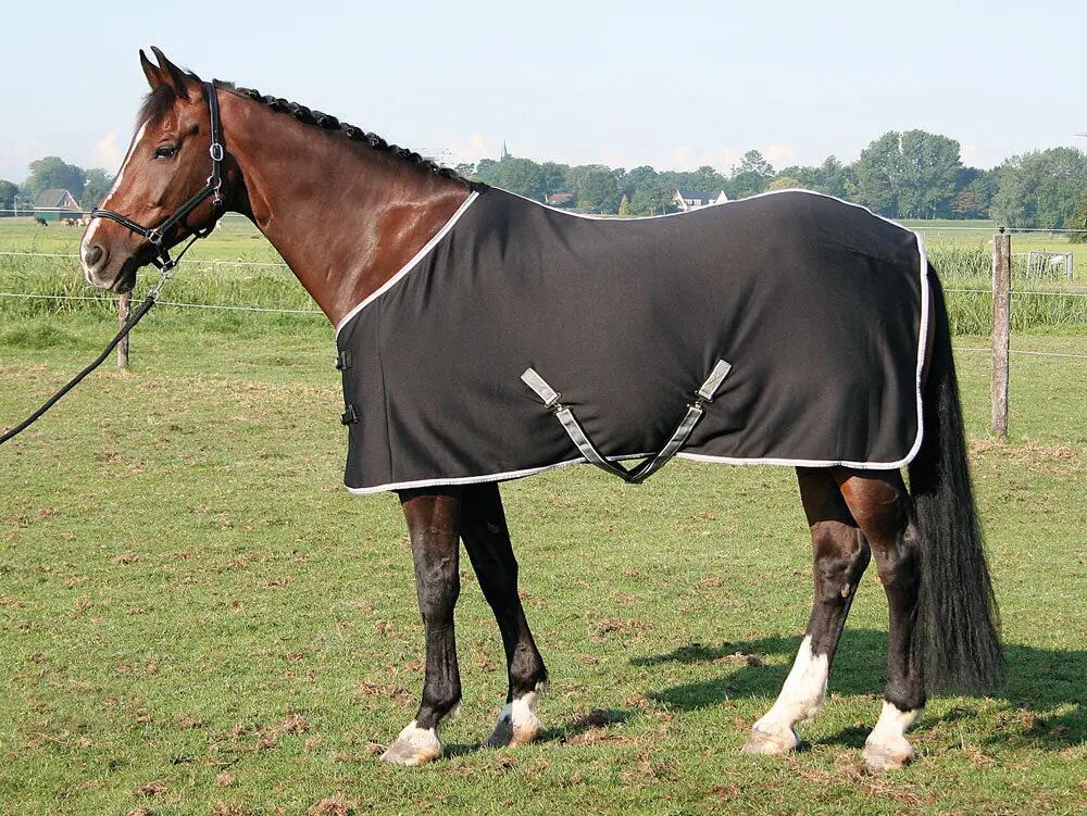HARRYS HORSE picture