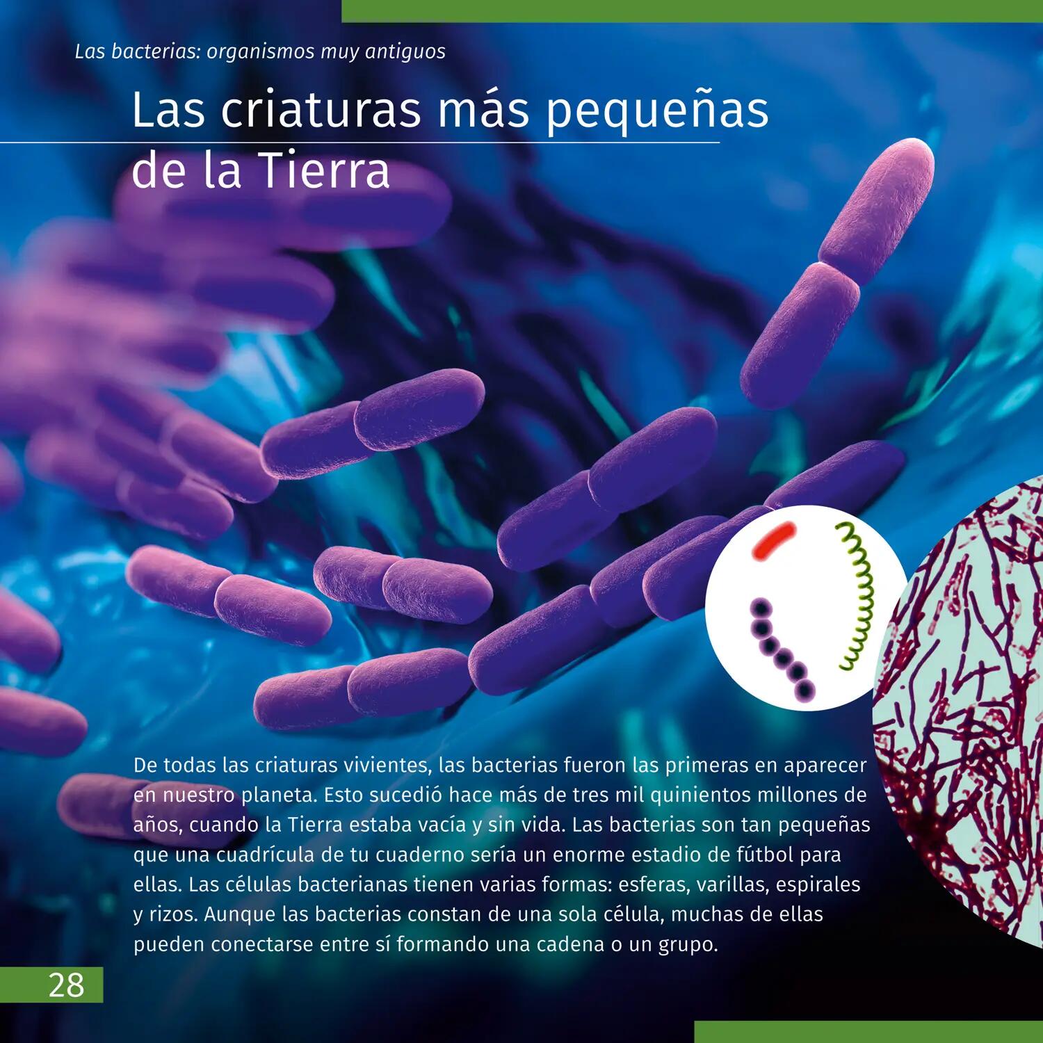 Libro educativo - Observación de la naturaleza - LEVENHUK - negro 4/6