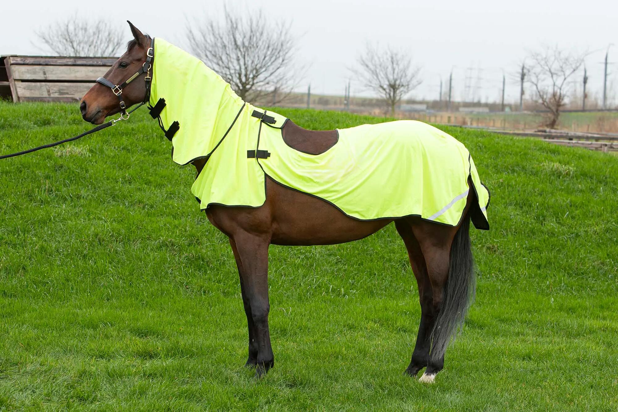HARRYS HORSE picture