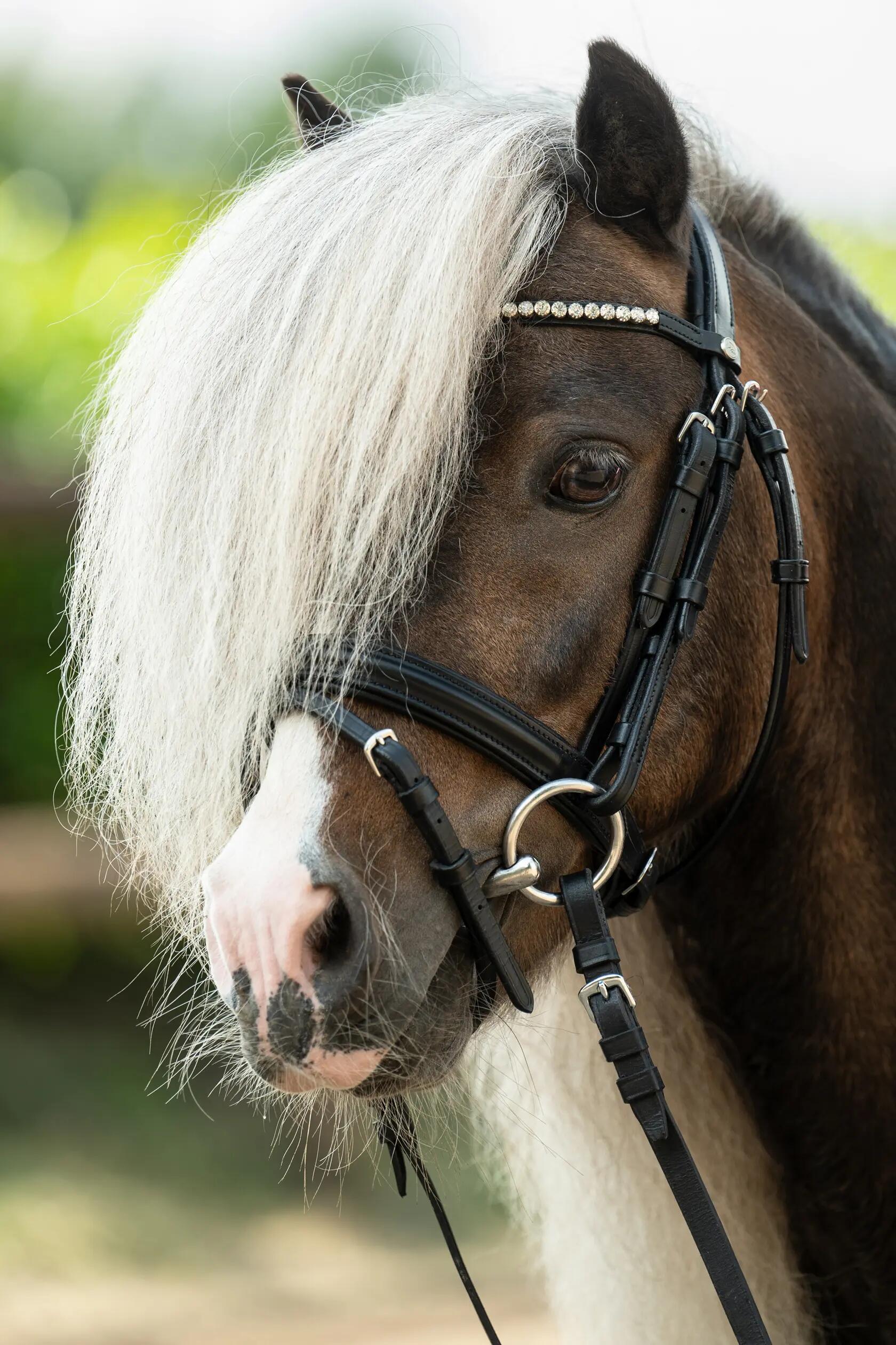 Cabeçada sem freio para cavalos HKM Shetty Diamond 6/6