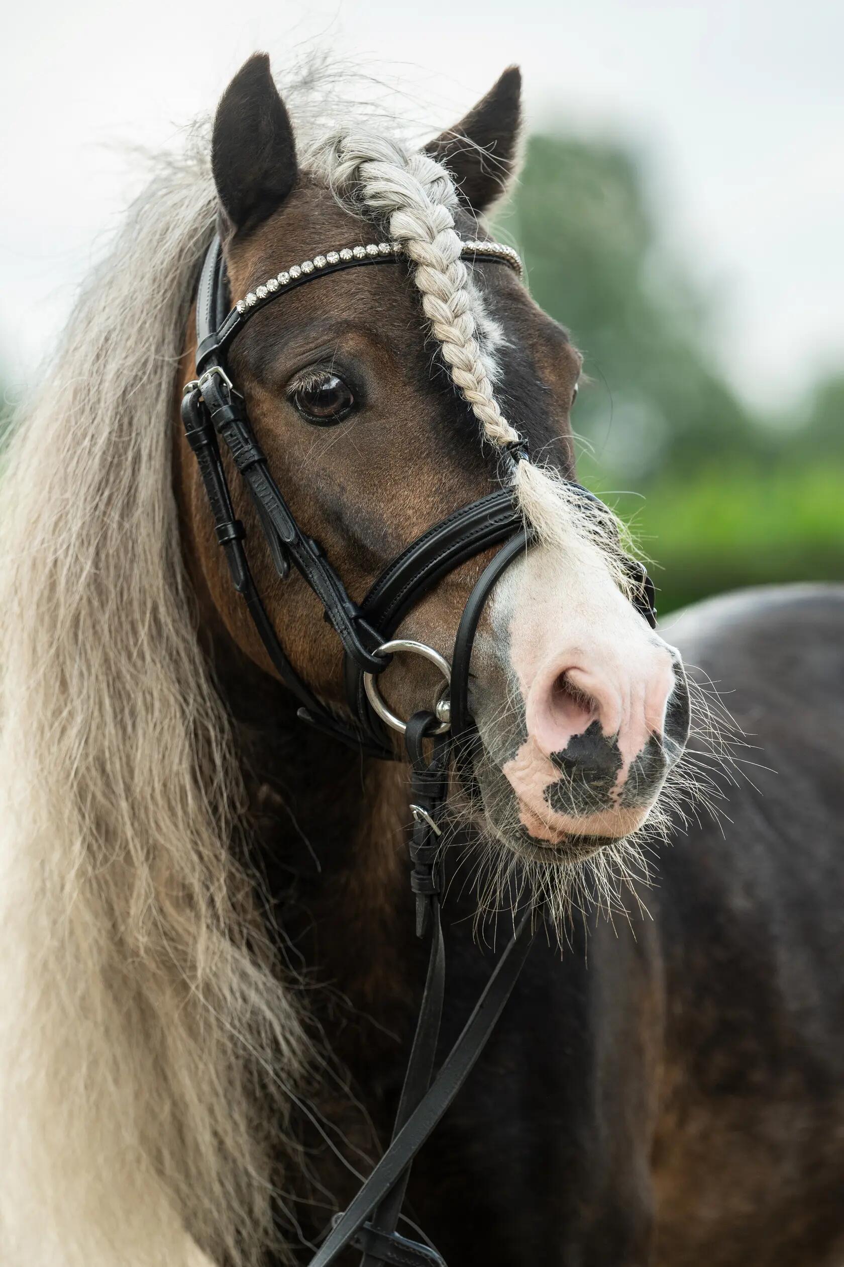 Cabeçada sem freio para cavalos HKM Shetty Diamond 5/6