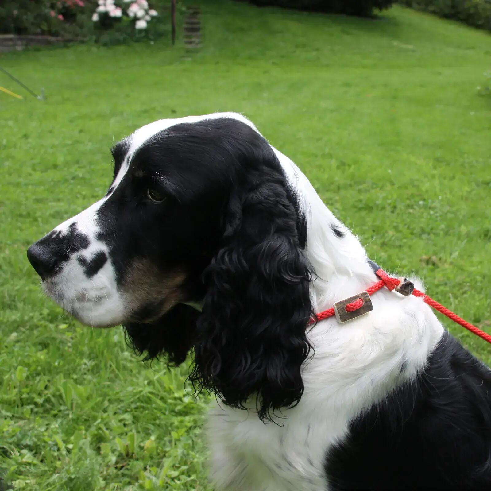 Laisse pour chien Akah Moxon 4/4